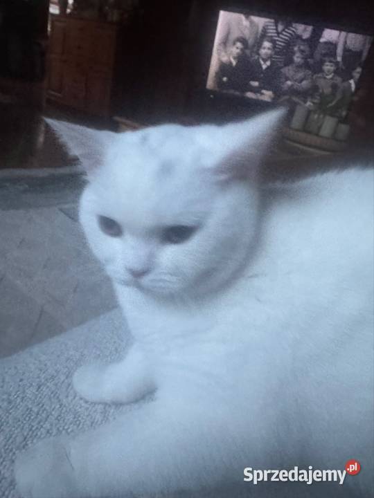 Kociaki Brytyjskie Białe Rodowód FPL Wieprzec