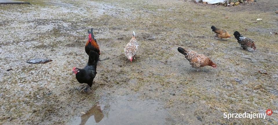 Jajka lęgowe kur karzełki liliputki Tokarówka