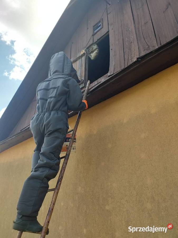Usuwanie likwidacja gniazd os i szerszeni Biała Biała Podlaska