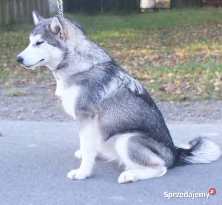 Alaskan Malamute psy i suczki Lublin