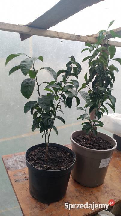 Mandarynki sztuk 85 Czarzyzna