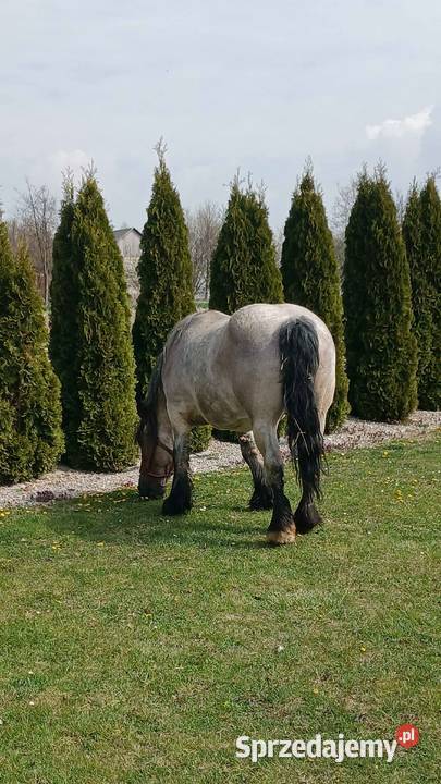 Koń zimnokrwisty Żółkiewka-Osada