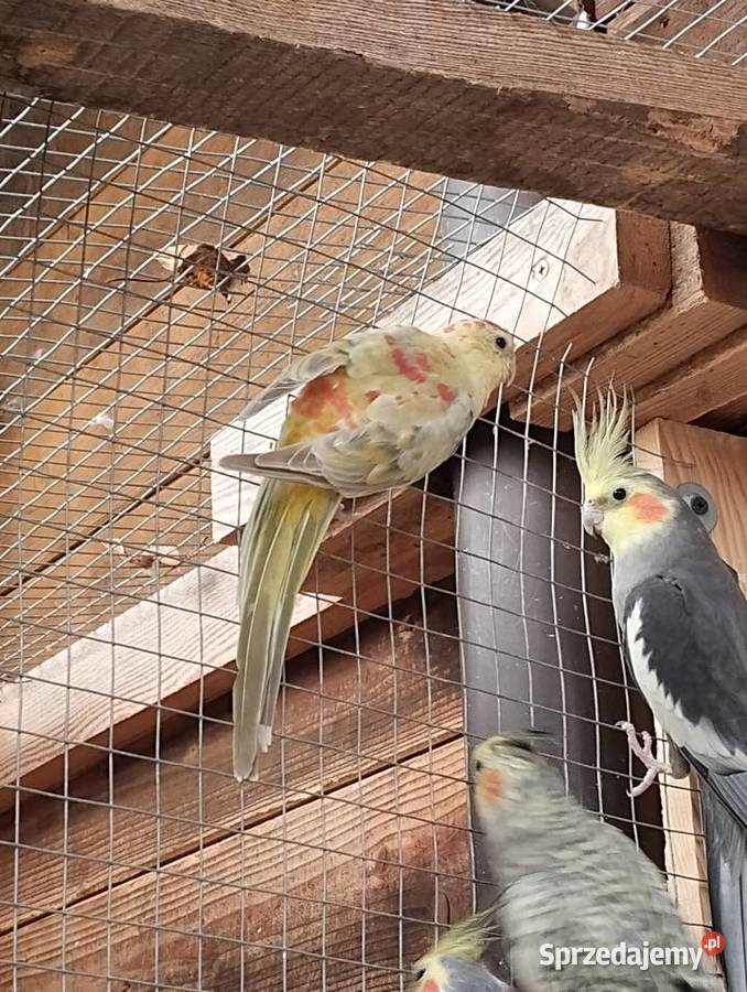 papuga swiergotka z tego roku Sarnaki
