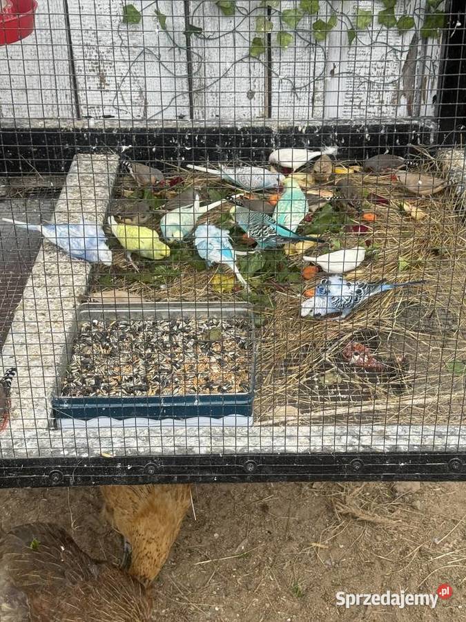 Papugi faliste Niny swiergotki