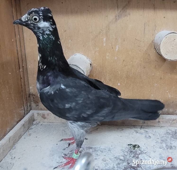 Gołębie Wiedeńskie lotne Skierniewice