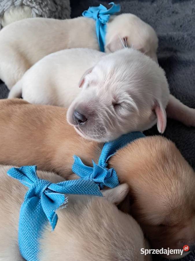 Szczeniaki rasy labrador retriewer Tarnów