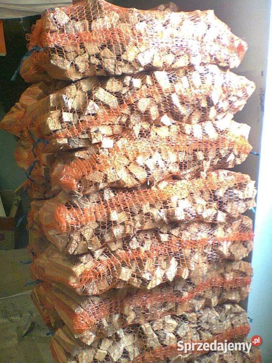 Rozpalka sosnowa Przeworsk