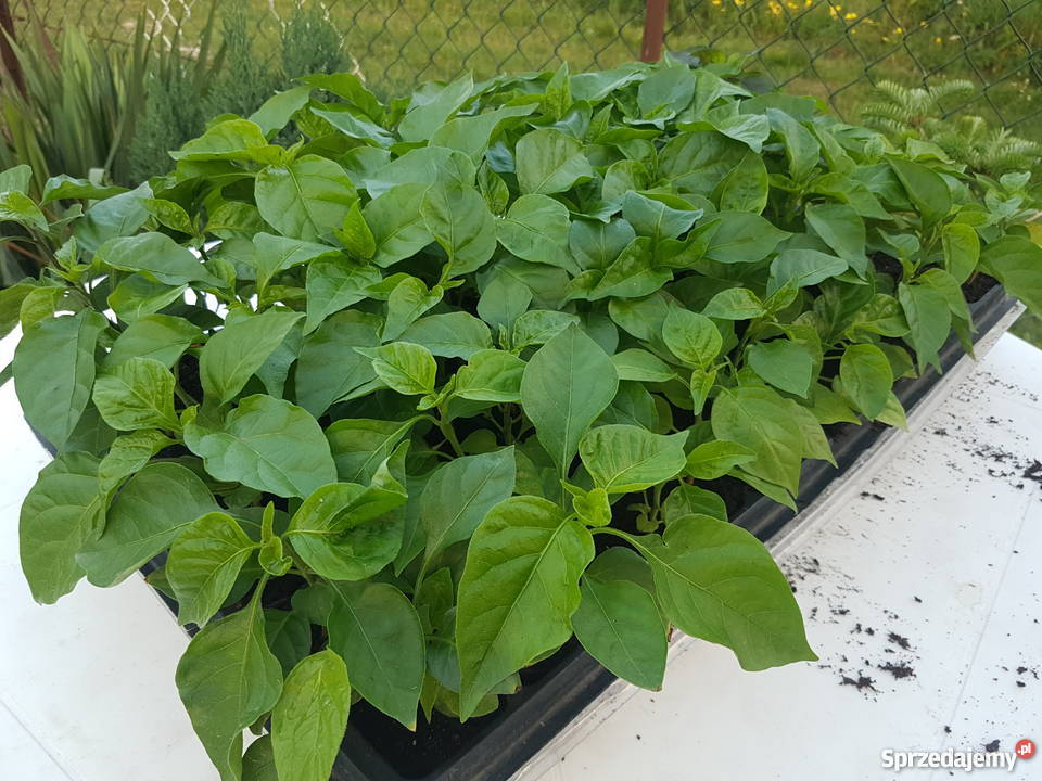 Sadzonki chili Carolina Reaper Lublin sprzedam