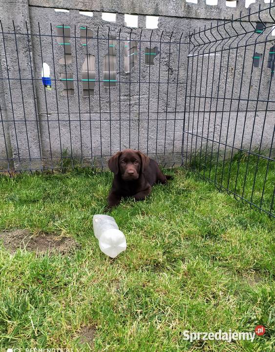 Suczka labradora Piątek