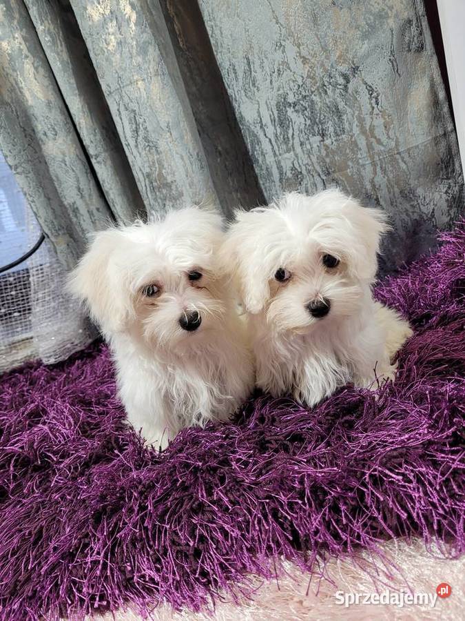 Maltańczyki pieski i suczki Kraków