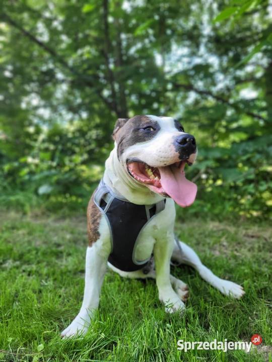 Sprzedam Amstaffa american staffordshire terrier Jurków sprzedam