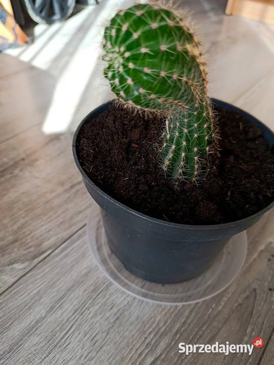kaktus do pilnej sprzedaży