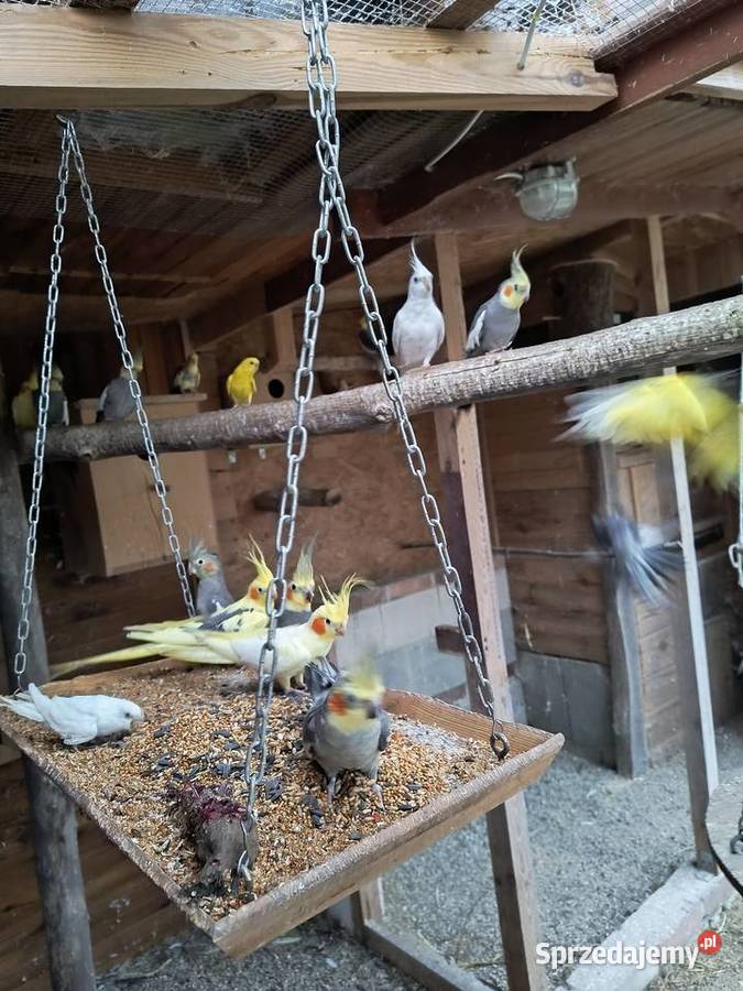 Papugi faliste i nimfy Leszno sprzedam