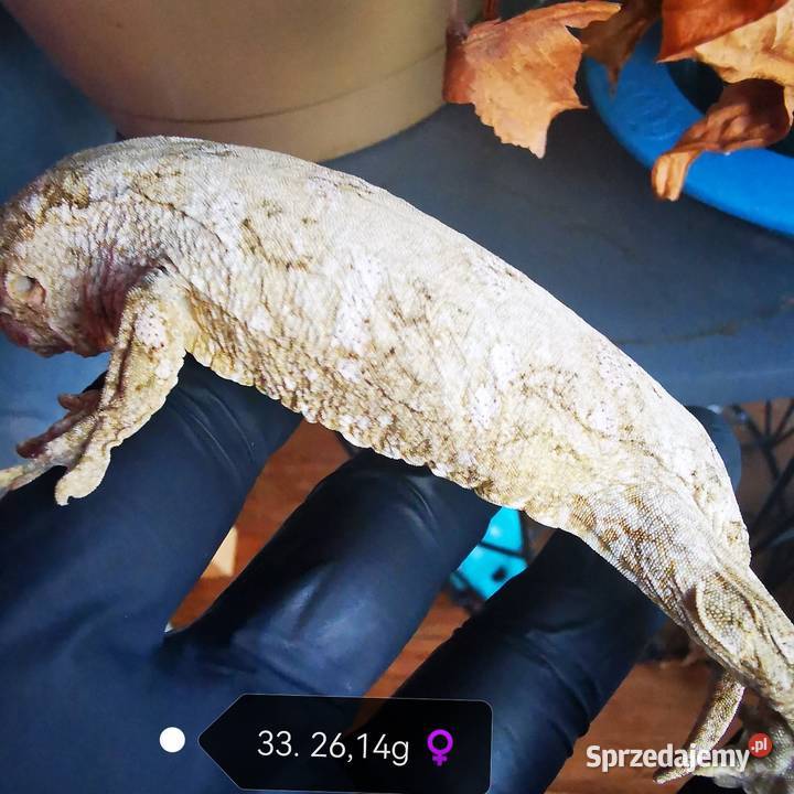 Gekon Olbrzymi Rhacodactylus Lechianus