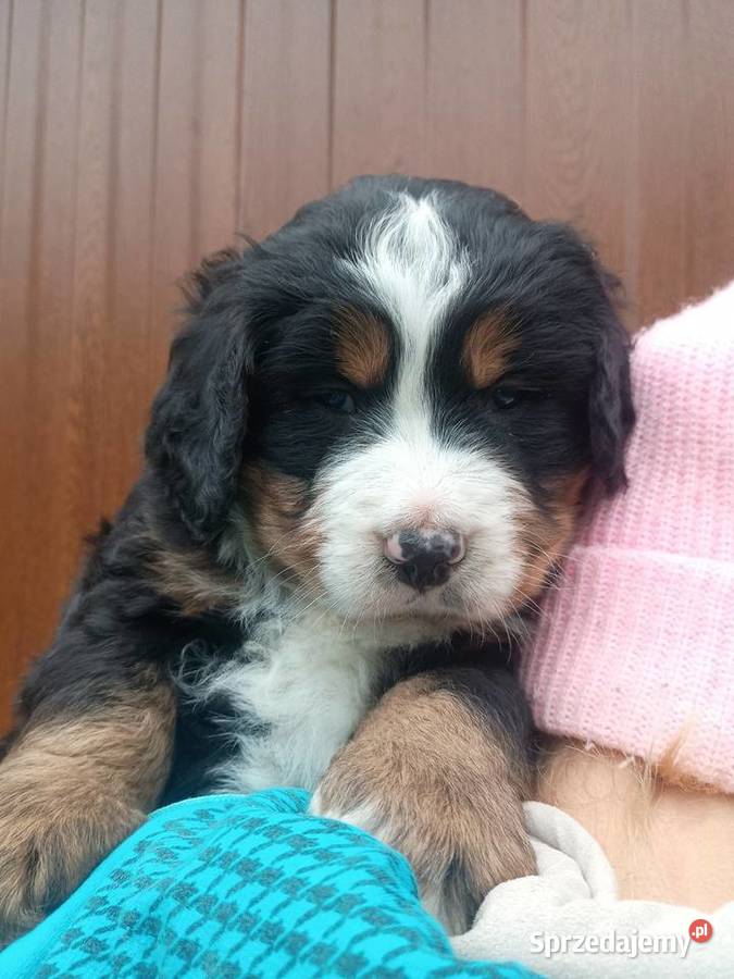 Berneński Pies Pasterski Miechów