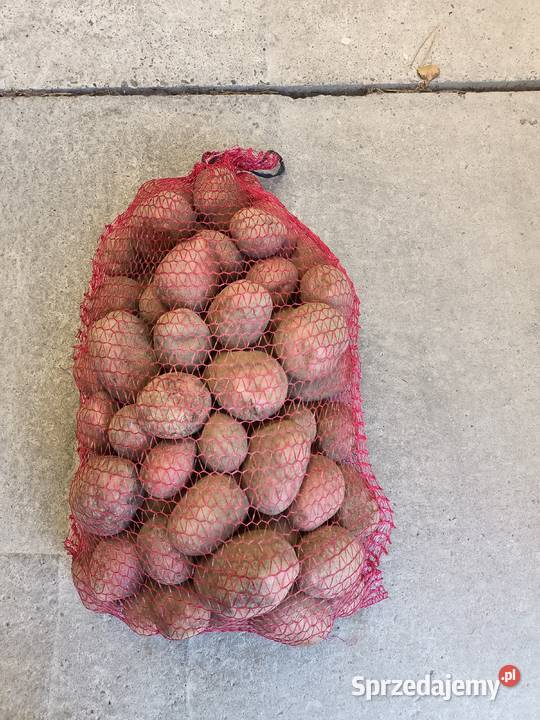 Ziemniaki jadalne bellarosa paszowe Rośliny okopowe Grabowiec