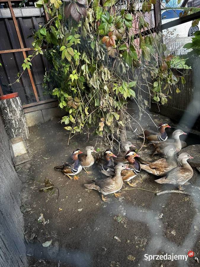 Kaczki Mandarynki Stróża sprzedam