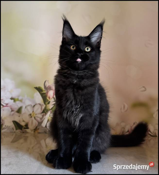 Koteczka Maine Coon Kosma sprzedam