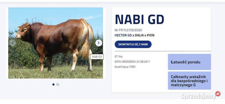 SPRZEDAM byka rasy Limousine 100 BEZROŻNY Bydło Radzyń Podlaski