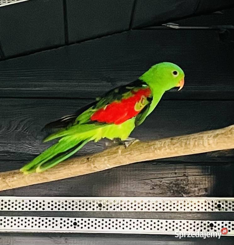 Krasnopiórka czerwonoskrzydłe Mnich