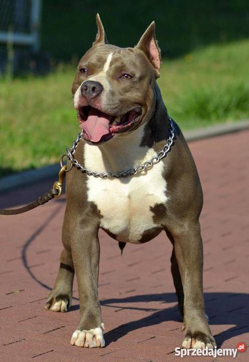 piękne szczenięta american staffordshire terrier Obryte