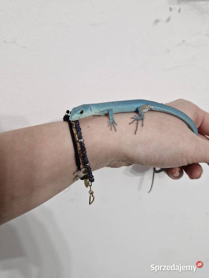 Gastropholis Prasina Blue Niebieskie Oława