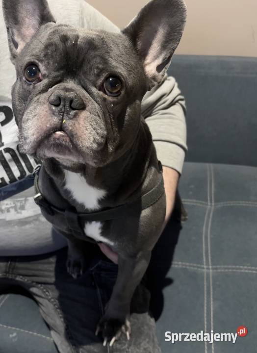 Buldog Francuski Reproduktor łódzkie Bełchatów