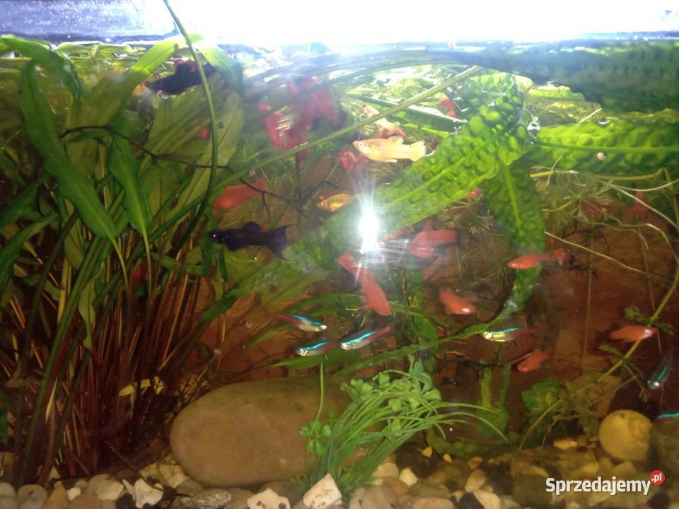 Młode molinezje i mieczyki 5 sztukę lubelskie Biała Podlaska