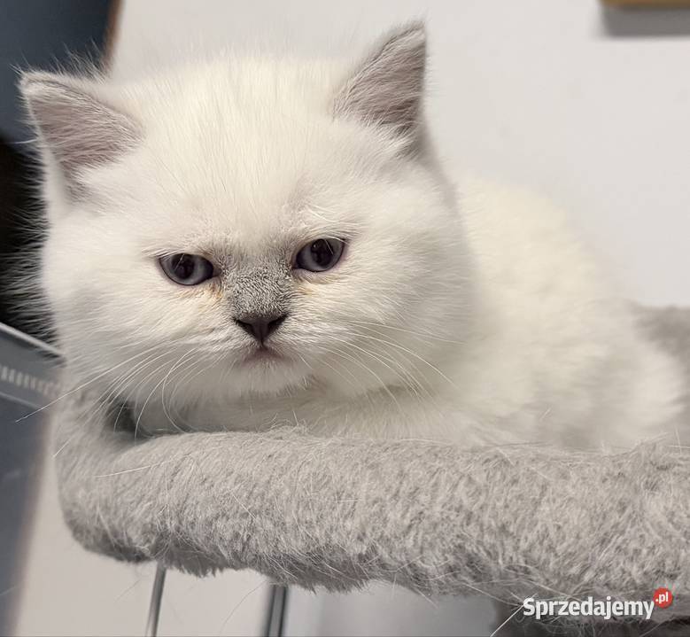 Kot brytyjski blue point Twardogóra