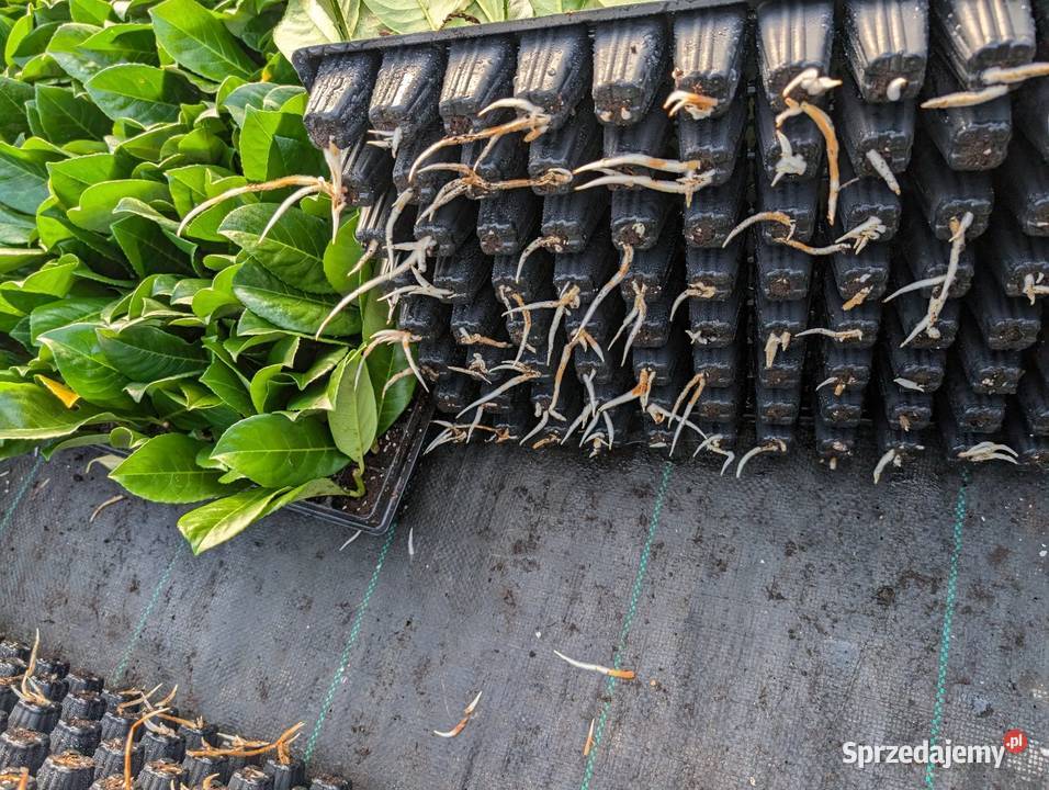 Sadzonki laurowiśnia Śliwice sprzedam