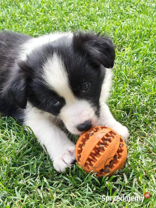 Szczeniak Border Collie ZKwP FCI Kolonowskie