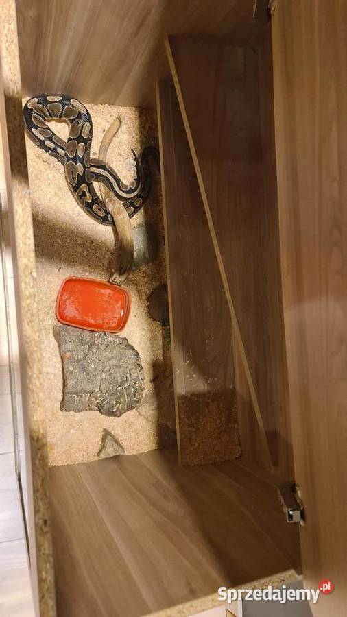 Pyton królewski terrarium Gady i płazy Gady i płazy Żernica sprzedam