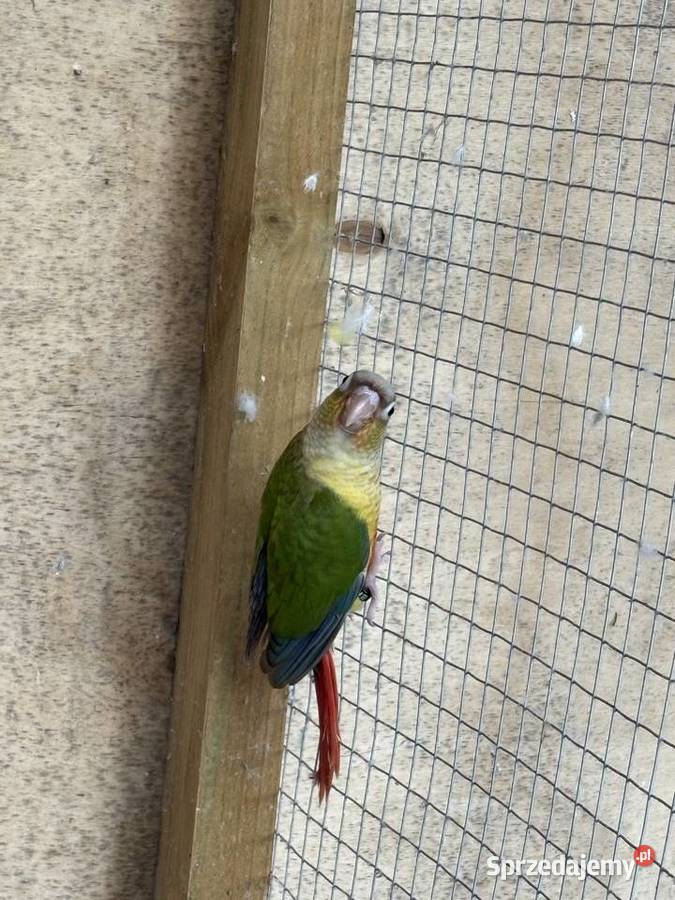 Papugi świergoty i inne kujawsko-pomorskie Dąbrowa sprzedam