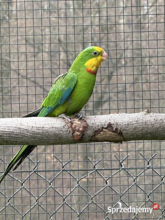 Samiec Barabanda 2024 sprzedam