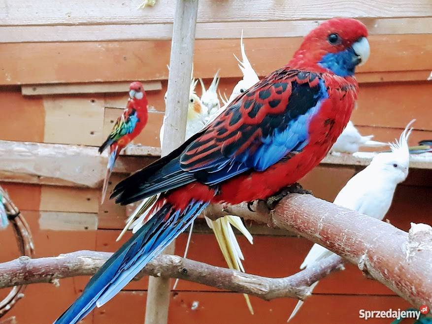 Rozella królewska samiec