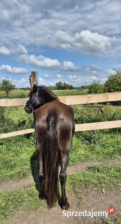 Kara klacz huculska 45 roku HROBY Pyrzyce sprzedam