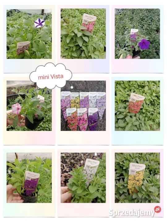 Supertunia Vista 15 kolorów sadzonki w Czulice