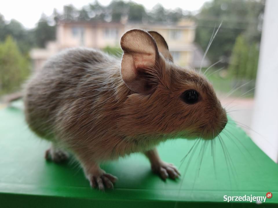 Koszatniczki Samiczki Duża Klatka Gryzonie Kanie
