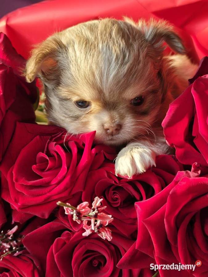 Chihuahua Biszkoptowy piesek Xxs