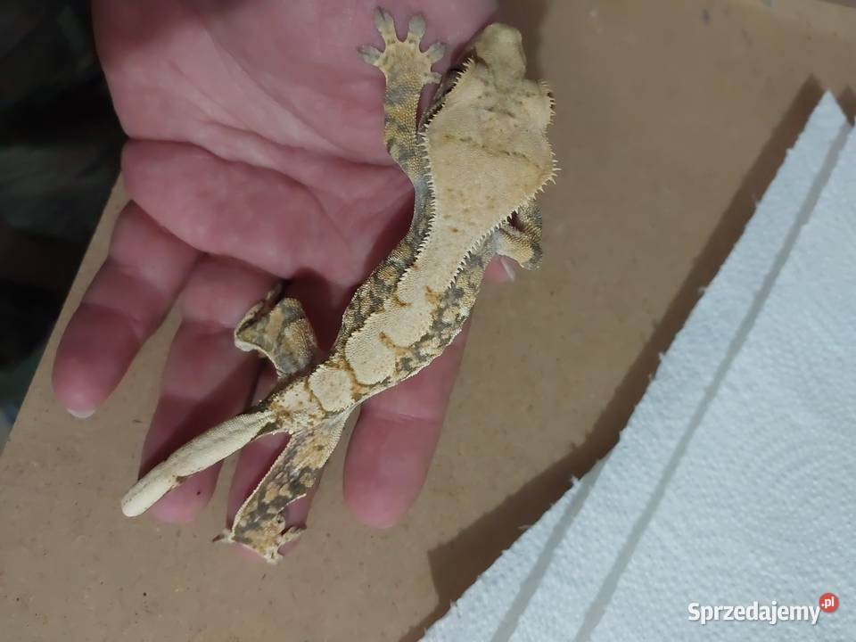 Gekony orzesione gekon