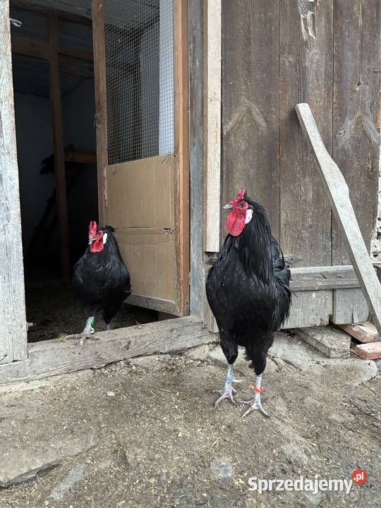 Oferuję jajka wylęgowe kur rasy La Fleche Bolesławiec