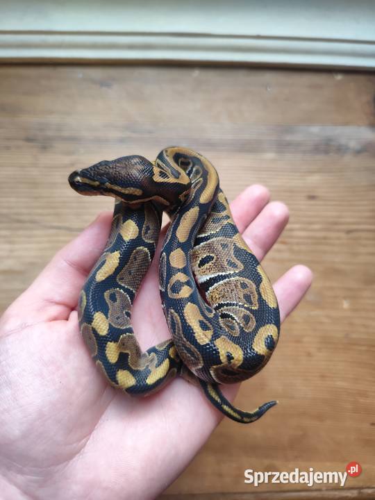 Samiczka pyton królewski classic Gady i płazy Pruszków