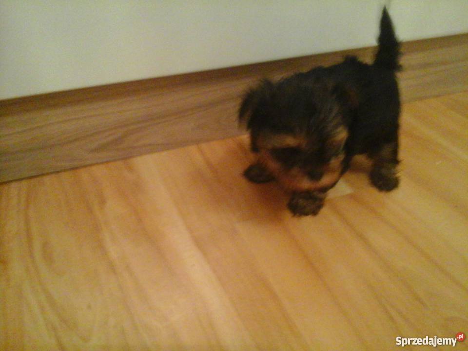 Yorkshire terrier 7 tygodni Konin