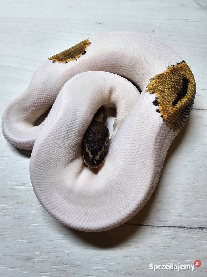 Wąż pyton królewski python regius samica dolnośląskie Wrocław