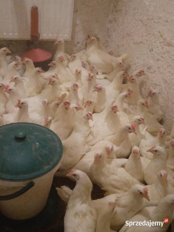 Kury nioski leghorn rosa Nowa Karczma sprzedam