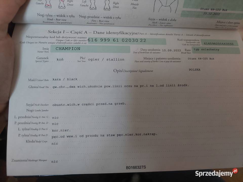 Przyszłościowy walach do malego sportu Buk