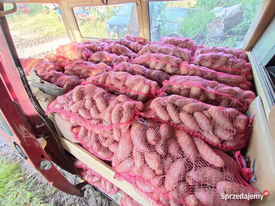 Buraczki czerwone podłużne Pińczów