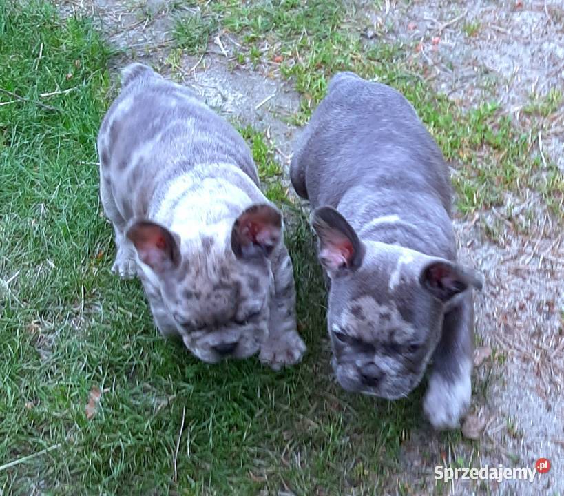 Buldog francuski pieski Buldog Pabianice sprzedam