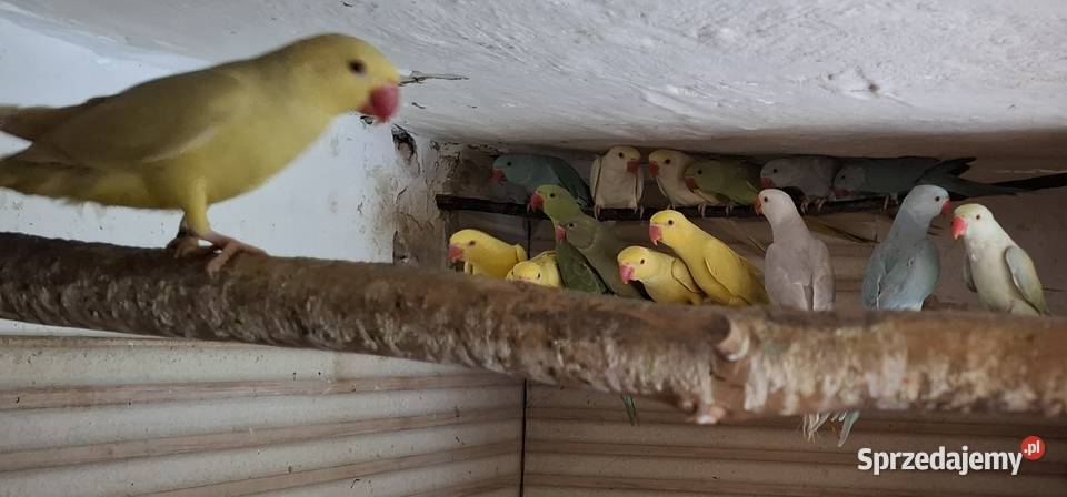 Aleksandretta obrożna 2025 24 Nieborowice