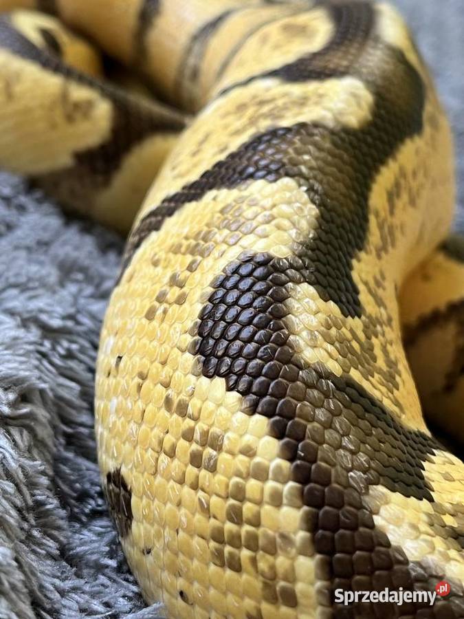 Pyton królewski młody samiec Grodzisk Mazowiecki sprzedam